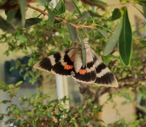 Réf. 307 538 : Catocala elocata